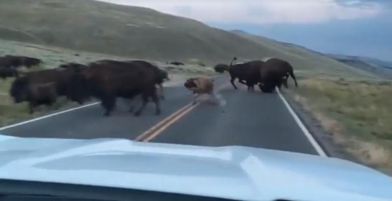 Bison Rutting in Yellowstone