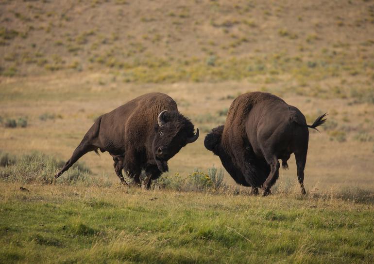 Carol Polich - Bison-clash