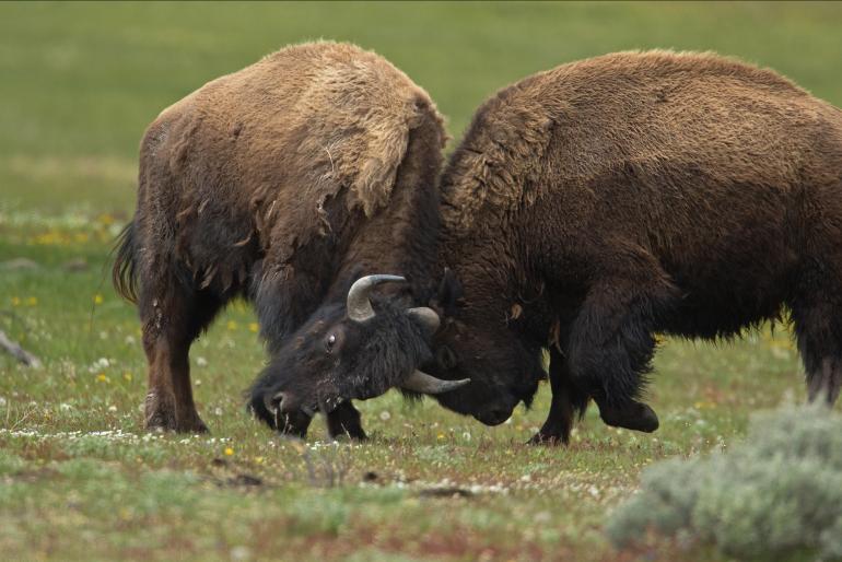 Carol Polich - Bison Bulls