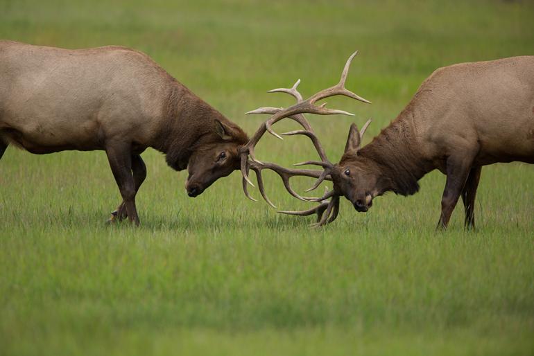 Carol Polich - Bull Elk