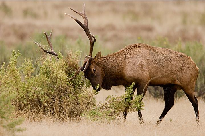Elk bull thrashing 