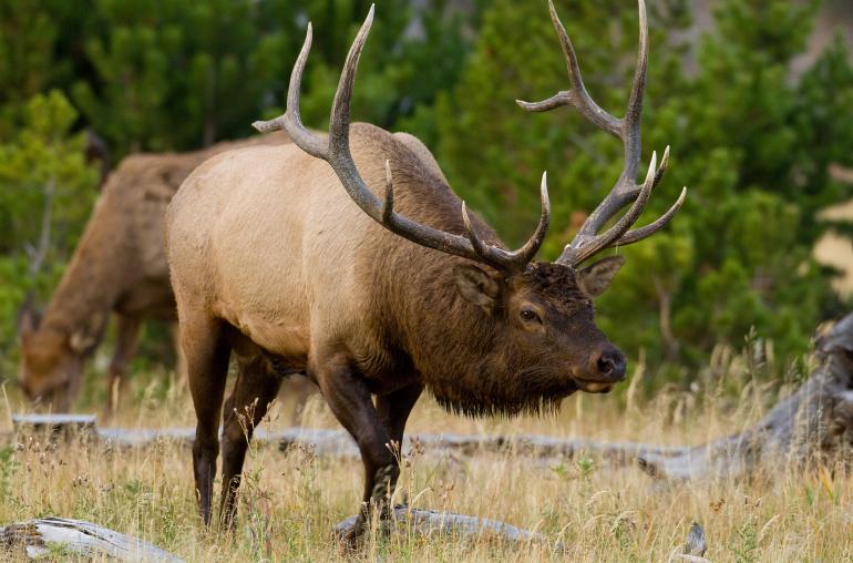 Carol Polich - Elk rut