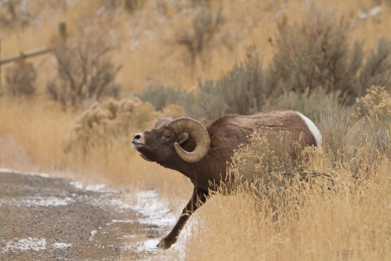 Carol Polich - The Bighorn ram  approaches the ewes in herding behavior with extended neck and lowered head elk will approach in the same manner_9931