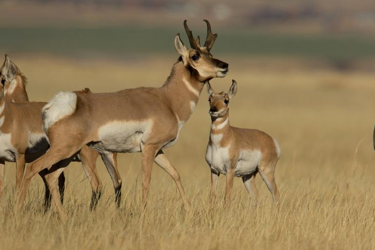 Head slightly turned is a dominant posturing to other bucks to stay away. |  © Carol Polich