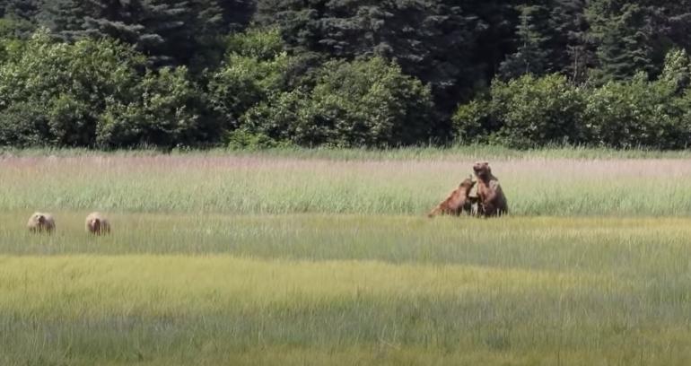 Boar and sow battling in field