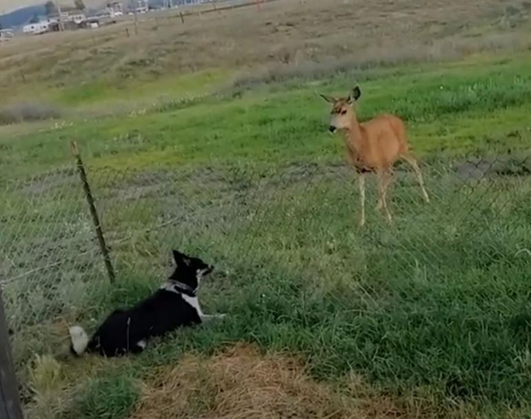 Deer and Puppy