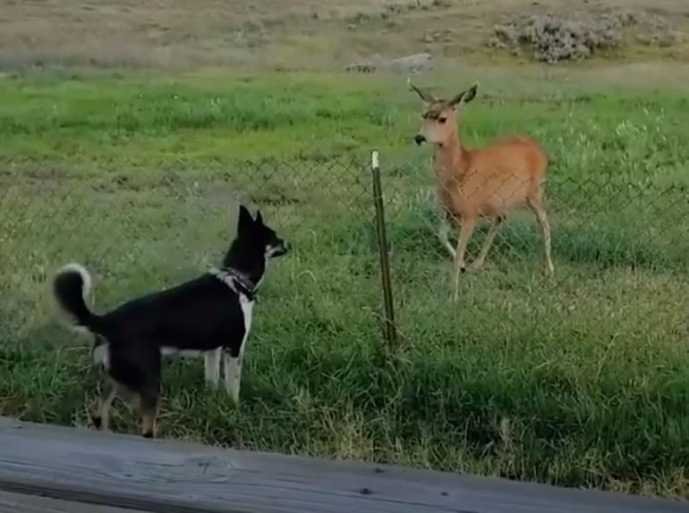 Deer and Puppy