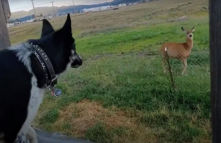 Deer and Puppy