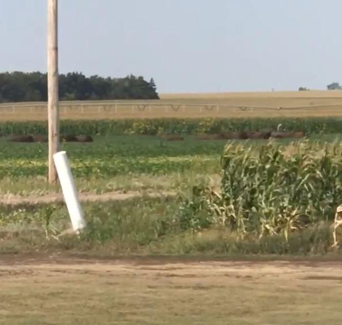 Bison in field