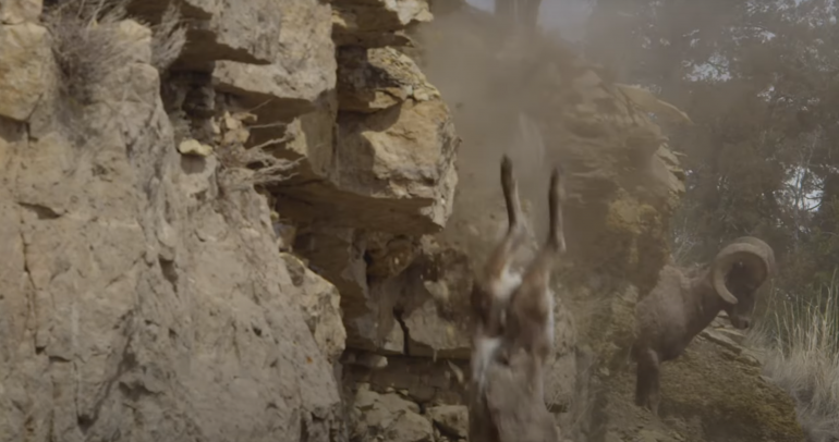 Bighorn Kid falling off of cliff