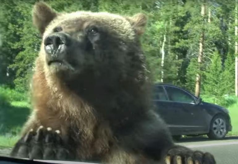Curious grizzly investigates car