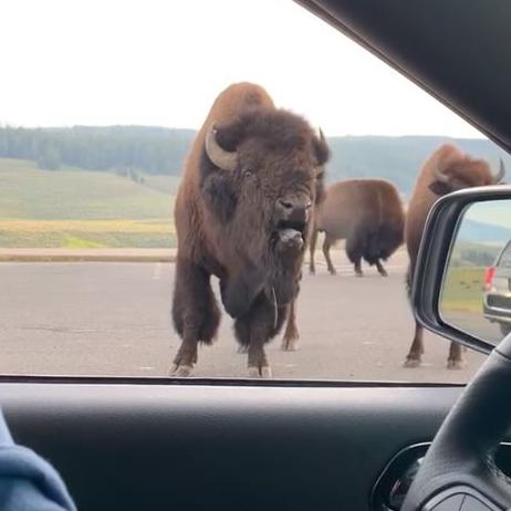 Grumpy bison utterance