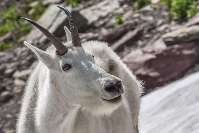 Happy Mountain Goat-1845