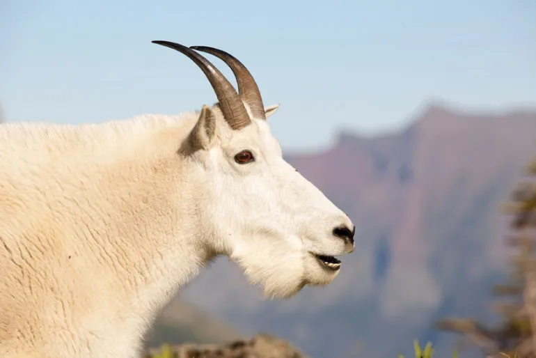 goat 2