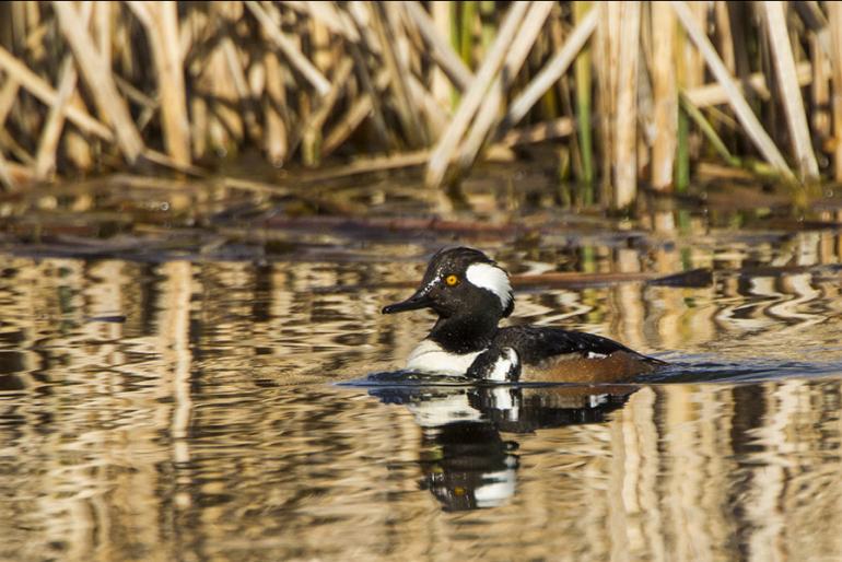 Hooded merganser