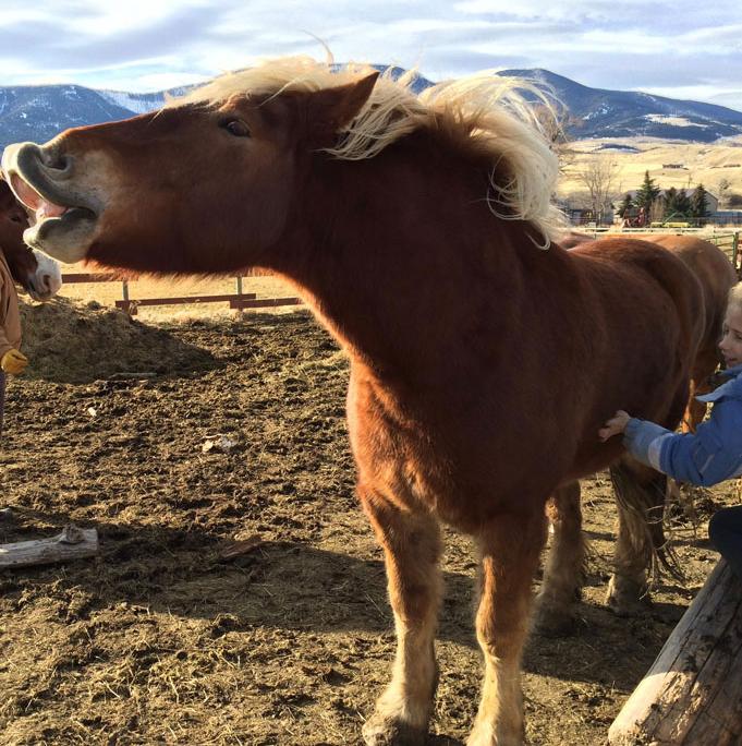 horse laugh4
