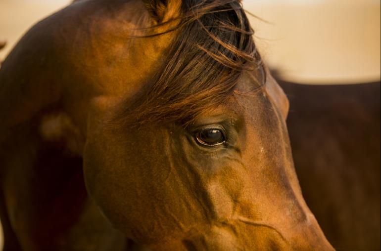 a foal