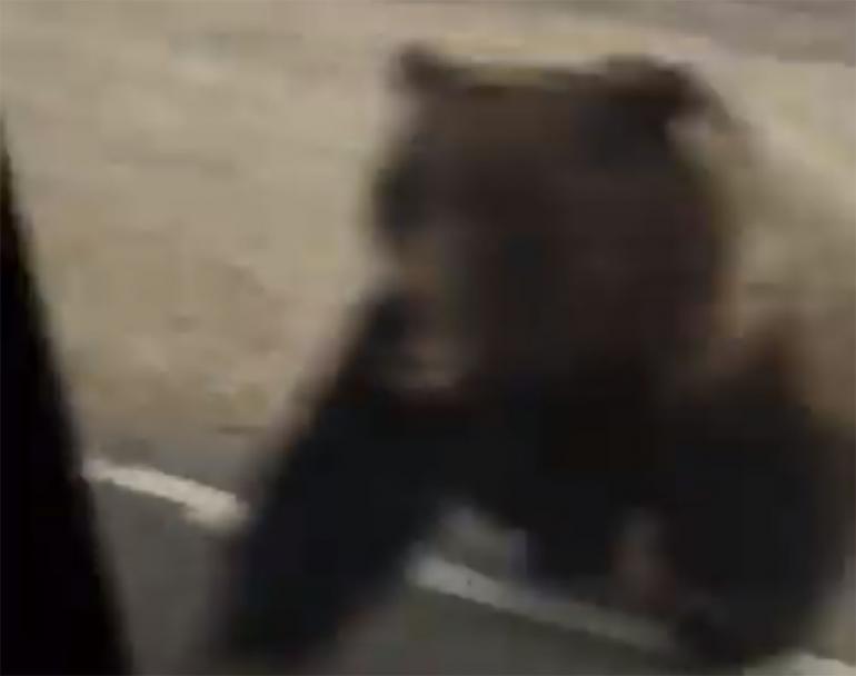 Mama bear charges at a car