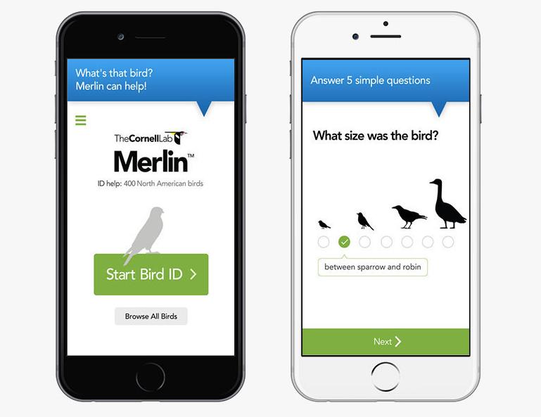 Merlin bird app