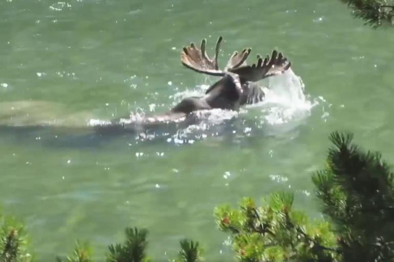 Video Ever Seen A Moose Go Diving