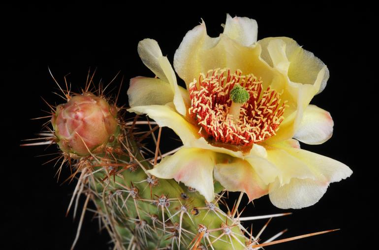 Prickly Pear Cactus