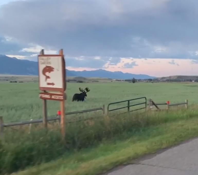 Running Moose 2