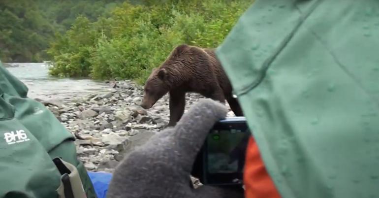 Bear being photographed