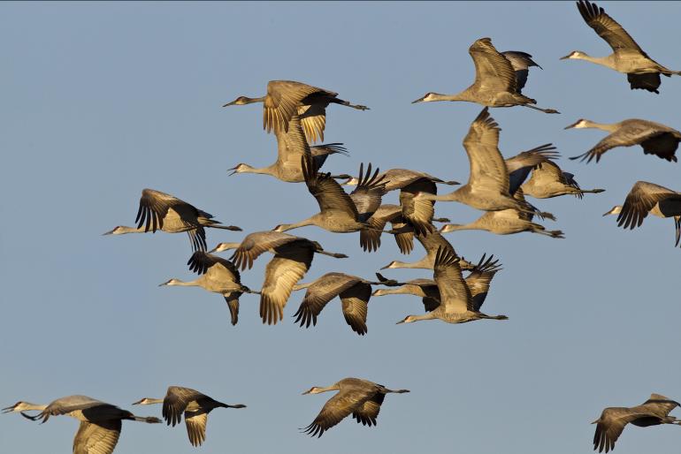 Sandhill Cranes