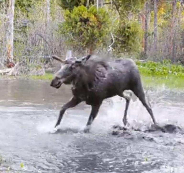 Playful Moose Splashing in pond