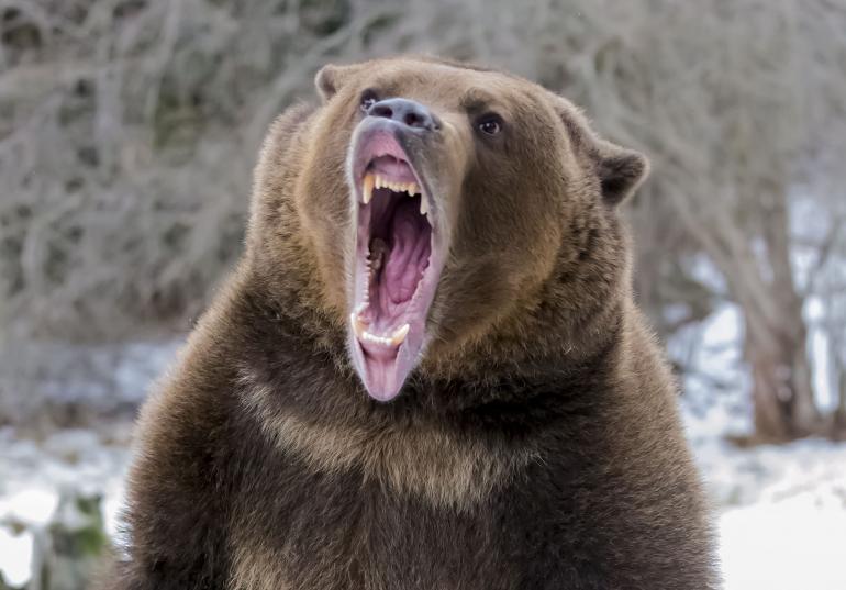 Roaring bear