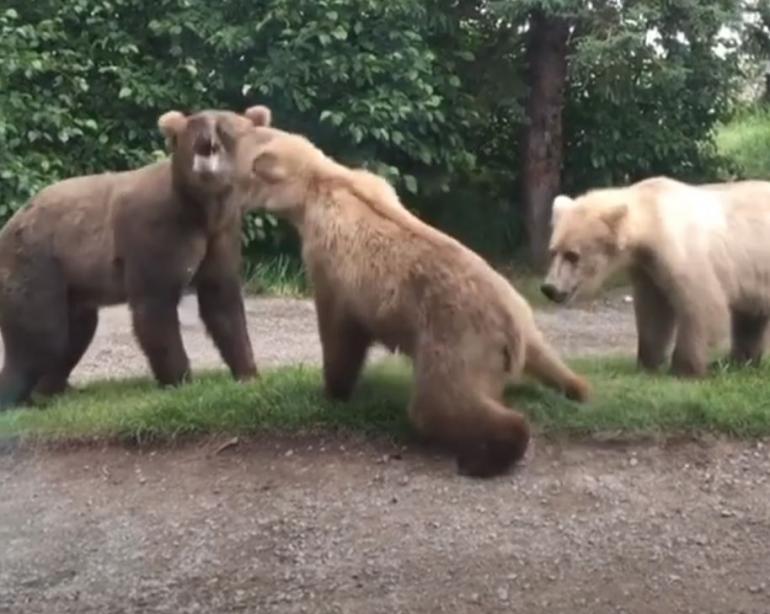 Hot Threeway Bear Action