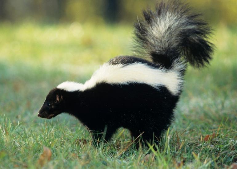 Skunk in green grass