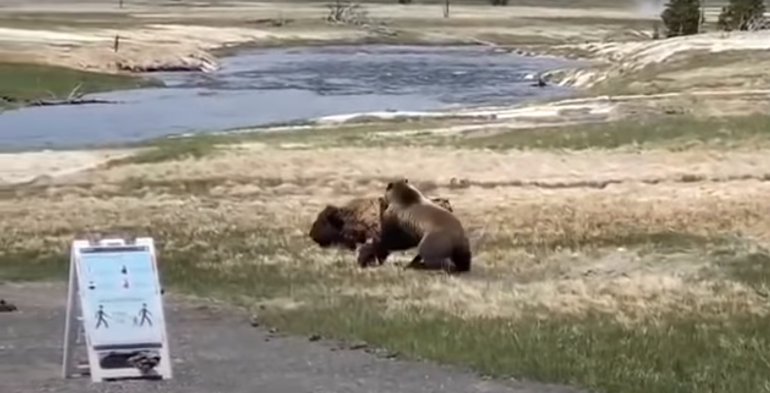 Bear Vs Bison in Yellowstone