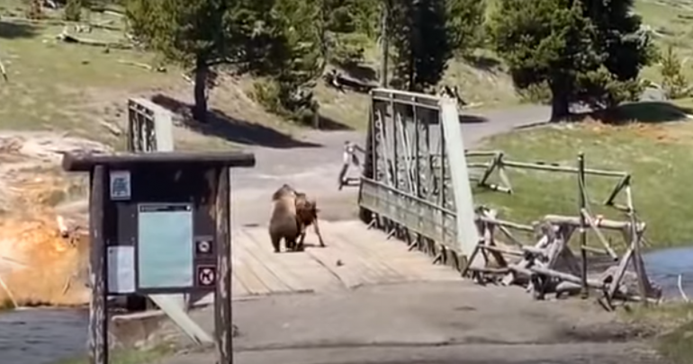 Bear VS Bison on Bridge