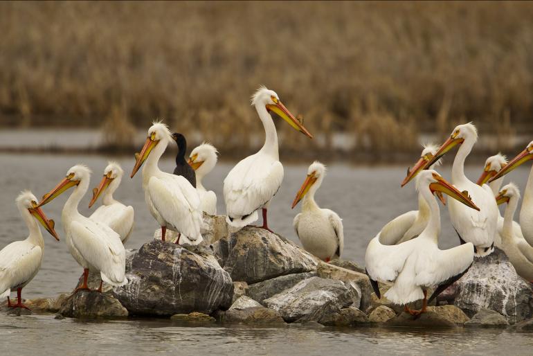 White Pelicans