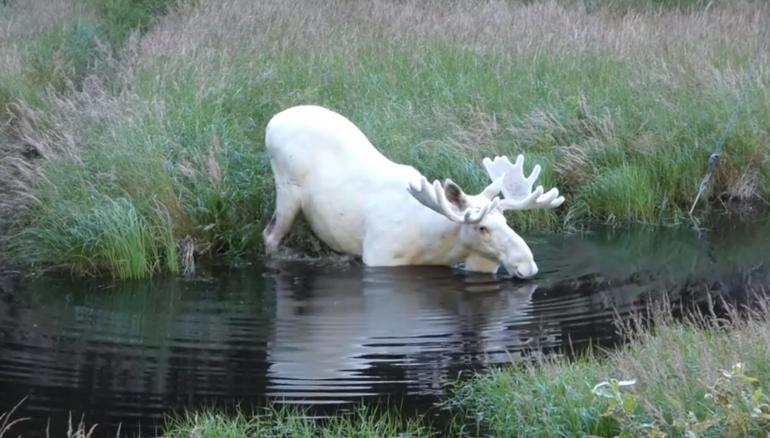 White Moose in water