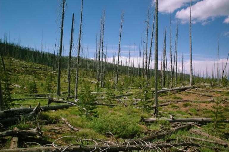 Forest Fire Damage, Yellowstone