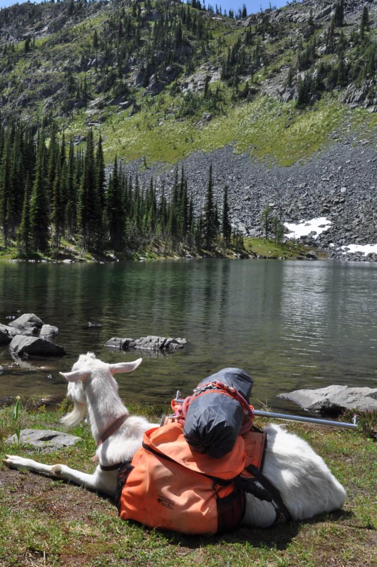 A pooped pack goat