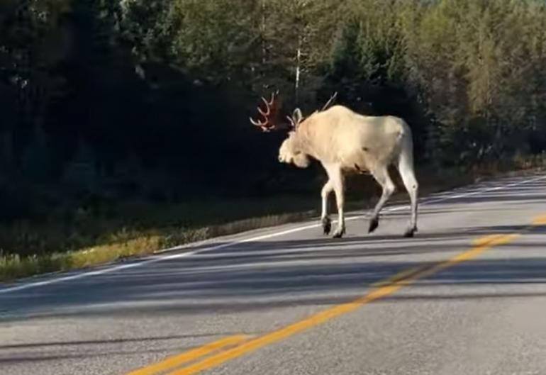 All-white moose crossing road