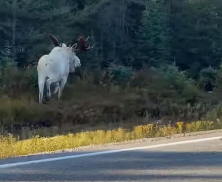 Albino Moose Crossing Road