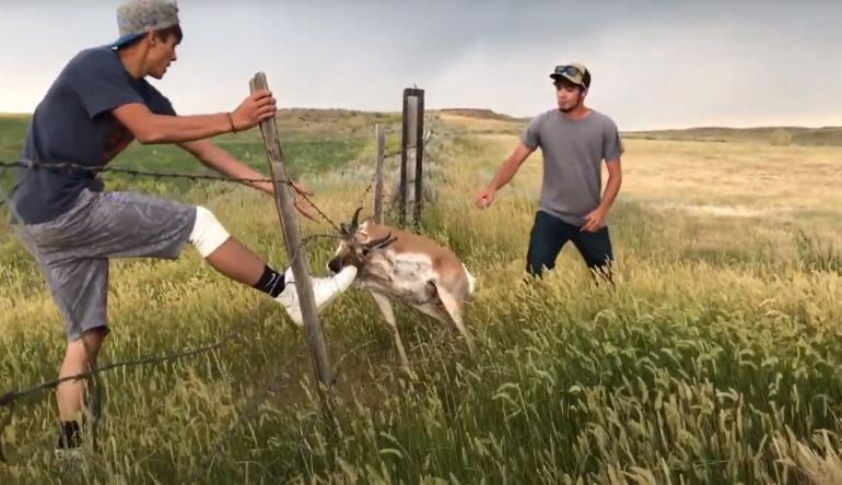 Good Samaritans Helping Antelope