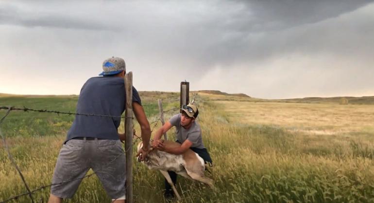 Good Samaritans Rescuing an Antelope