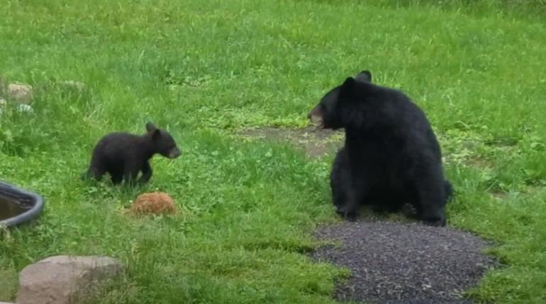 Backyard bears