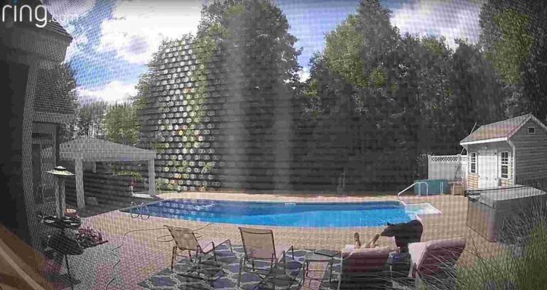 Black bear near pool