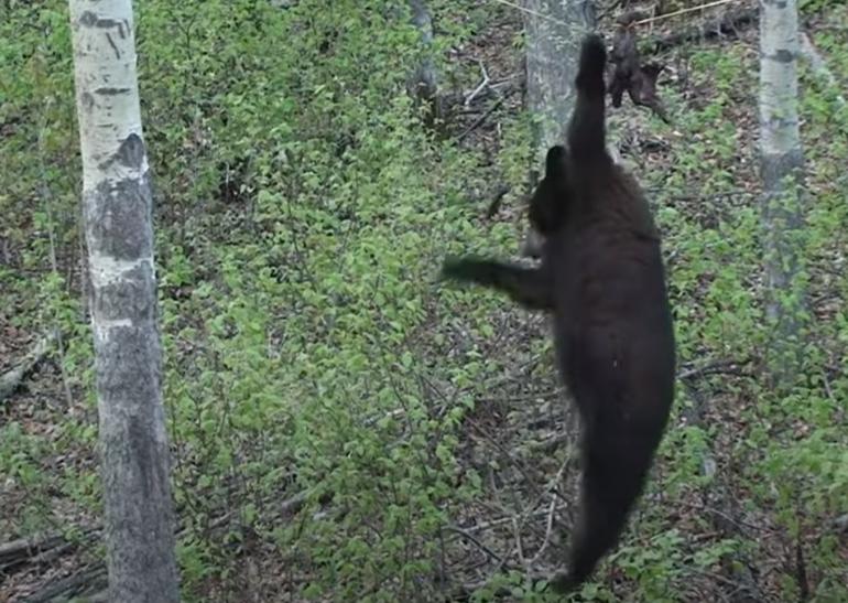 Bear falling from line in tree