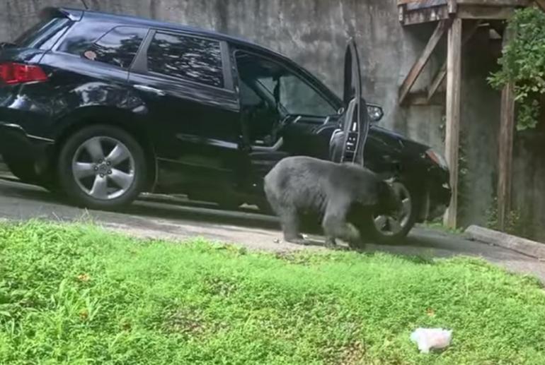 Bear about to get trapped in car