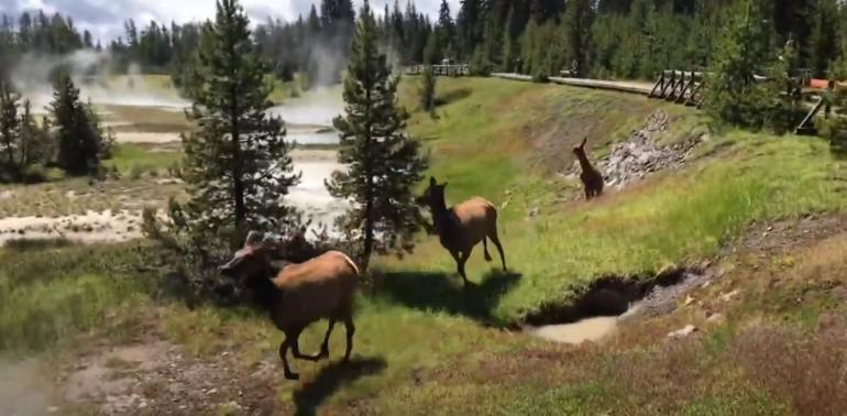 Elk trying to escape bear