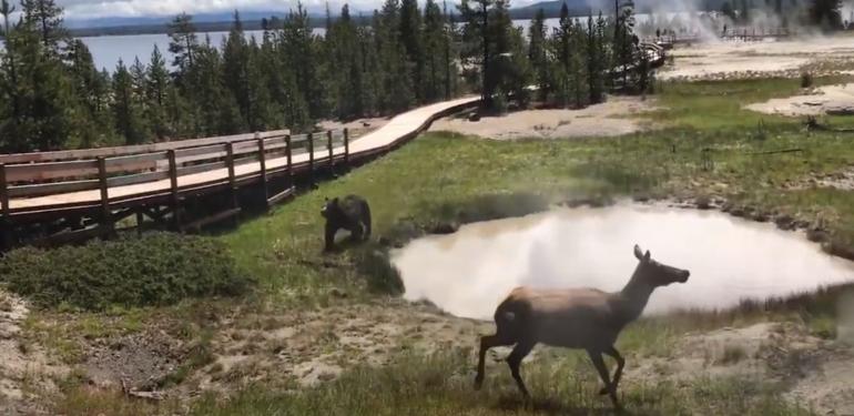 Bear chasing elk