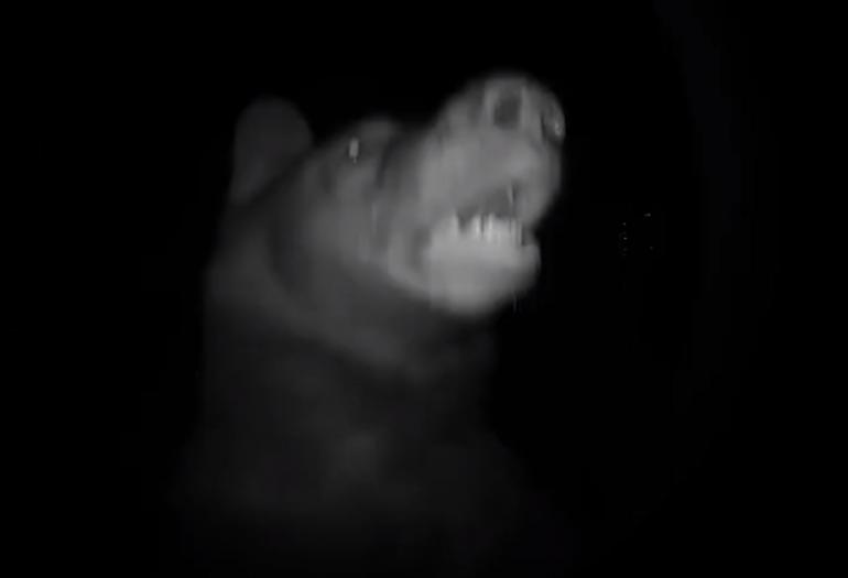 Bear on Doorbell cam