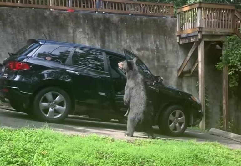 Bear about to get trapped in car